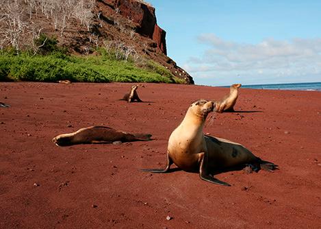 A group of Galapagos sea lions sunbathing on a red sand beach in the Galapagos Islands.