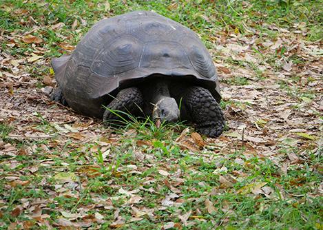 A Galapagos tortoise walking through a grassy field covered with leaves in Galapagos National Park.